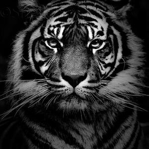 Meet your Posher, Junior